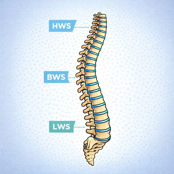 Symbolbild - Wirbelsäule mit unterteilten Bereichen